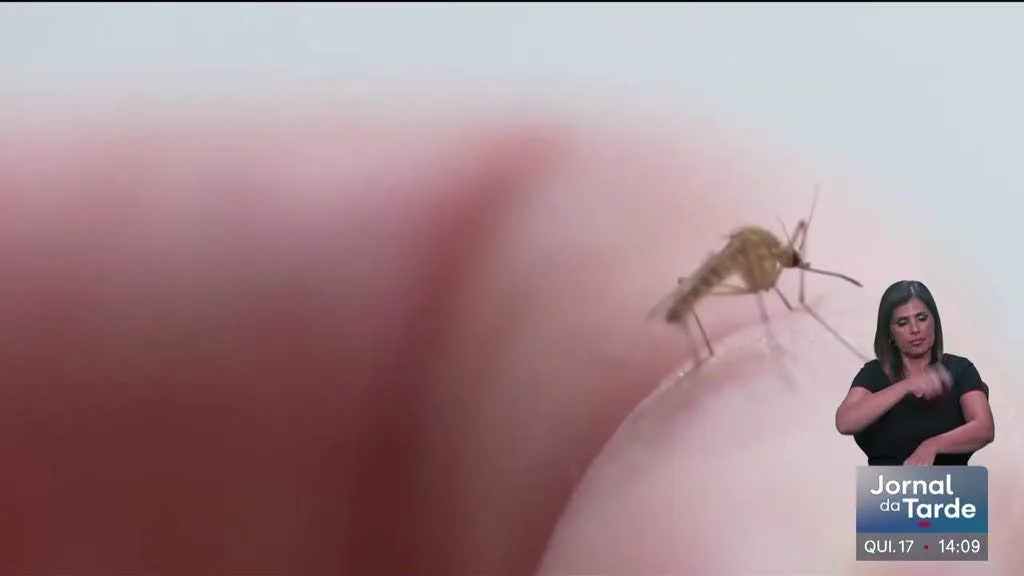 Detetado em Castelo Branco mosquito transmissor do Dengue e do Zika.