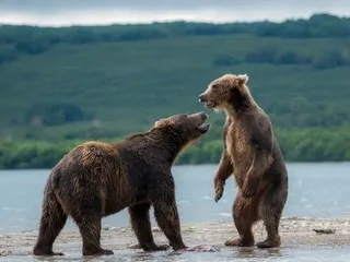 Attaqué par un ours, cet adolescent survit miraculeusement grâce… à son téléphone