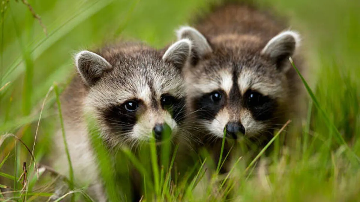 Four raccoons released in Germany grew into 30,000 in Kassel
