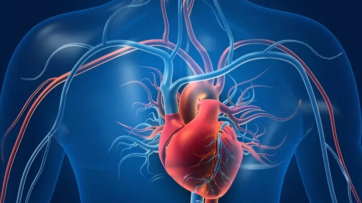 Cardiologistas redefinem insuficiência cardíaca: coração “normal” pode não estar saudável