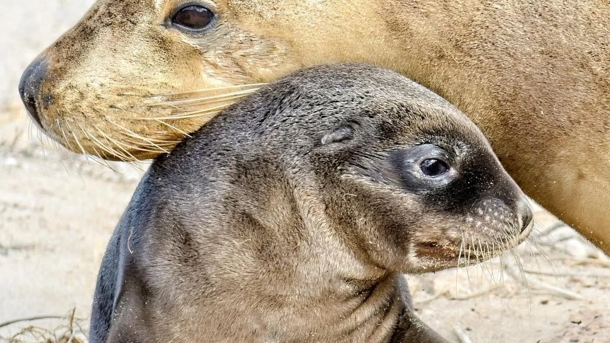 Endangered sea lions test positive for bird flu at breeding colony