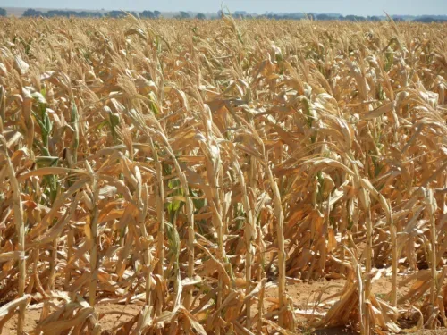 Government plans drought measures as 2026/27 El Niño threatens South African farmers