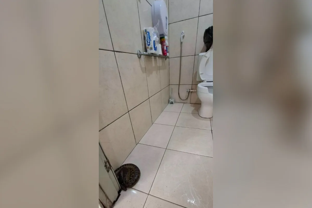 Sucuri é encontrada em banheiro de escola em Rondônia