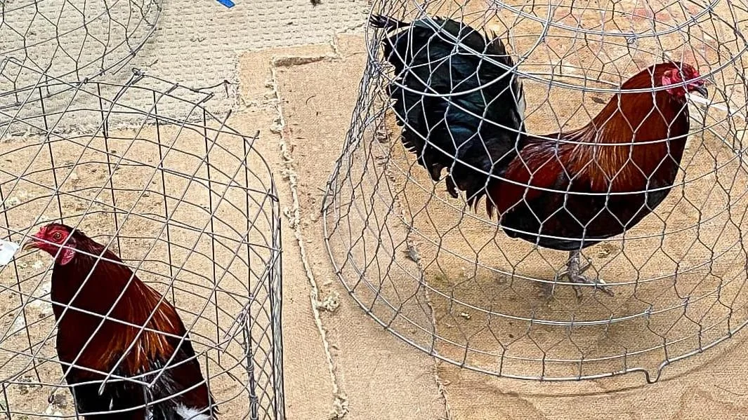 Victoria loosens bird flu poultry flock rules with hot weather on the way