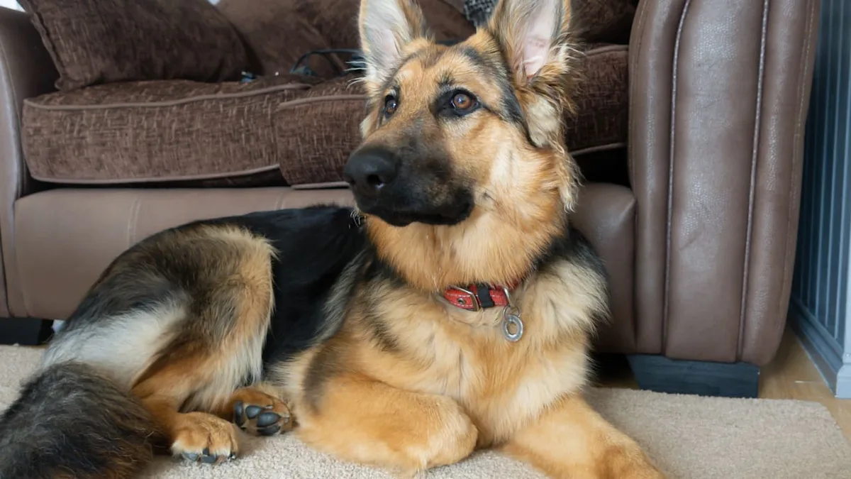 Halter aufgepasst - Deswegen knicken Hunde im Liegen die Pfote um