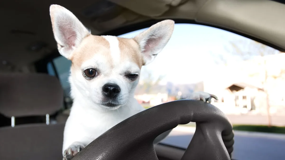 Vorbereitet in den Urlaub - Diese Dokumente brauchen Sie für Ihren Hund auf Reisen