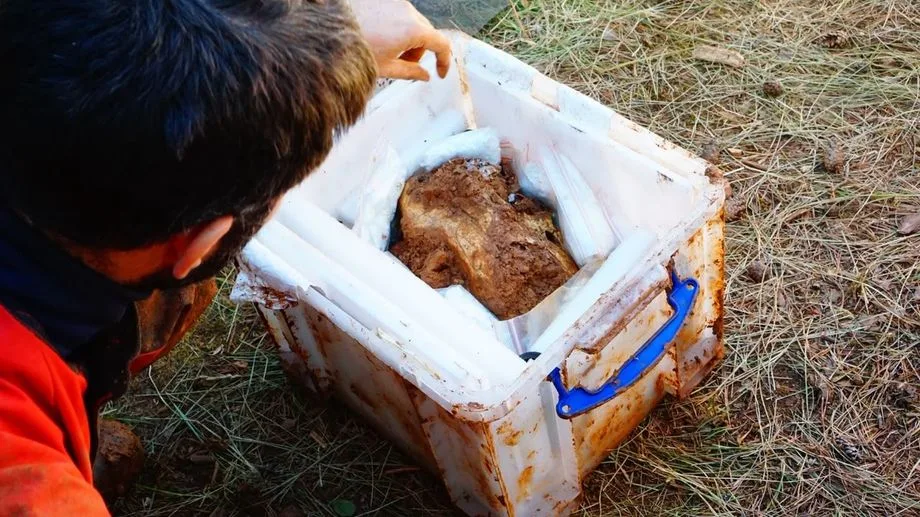 En Lozère, une fouille exceptionnelle autour d’un lion des cavernes vieux de 25.000 ans