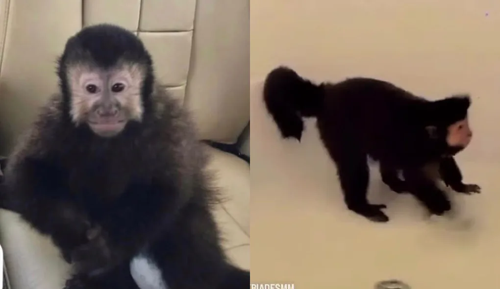 Morre macaco que invadiu casa de luxo, tomou cachaça e feriu policial
