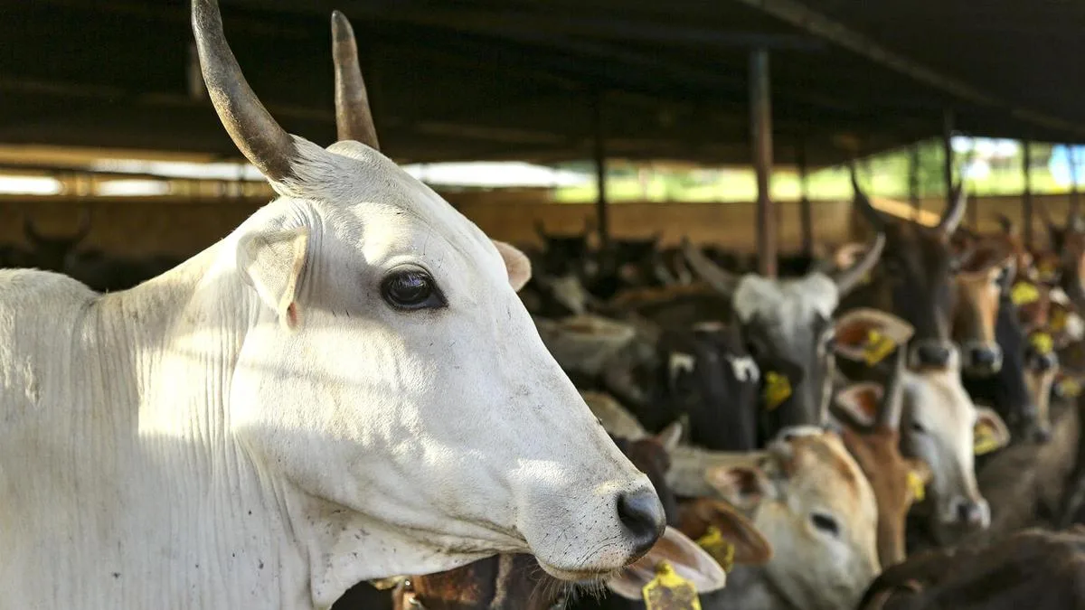 Cow gut enzymes can fight persistent infections: IISc study