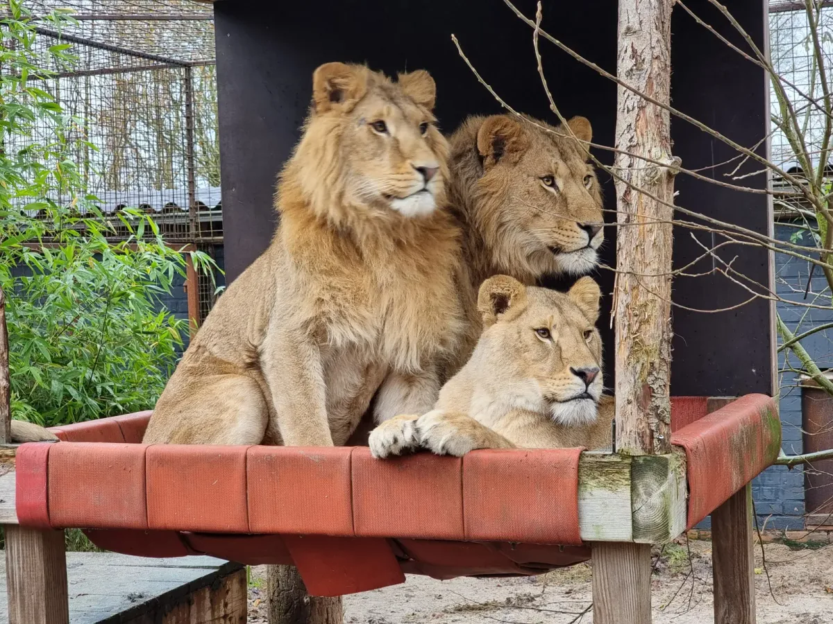 SA’s captive lion industry remains legal despite years of promises to phase it out, say animal welfare groups