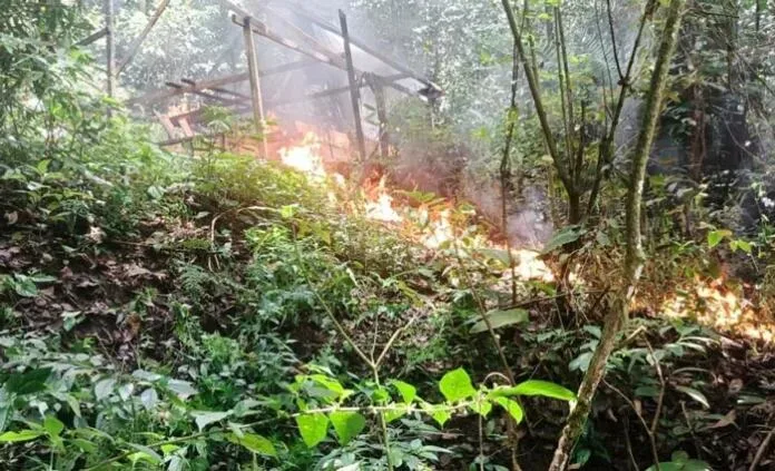 Fuerzas Armadas de Honduras aseguran 62 plantaciones de coca y más de 950 mil arbustos en Honduras en 2026