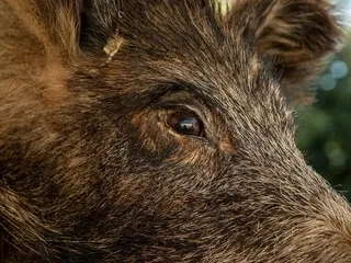 « Ils creusent avec leur groin » : une quinzaine de sangliers saccagent le jardin d’un octogénaire toutes les semaines