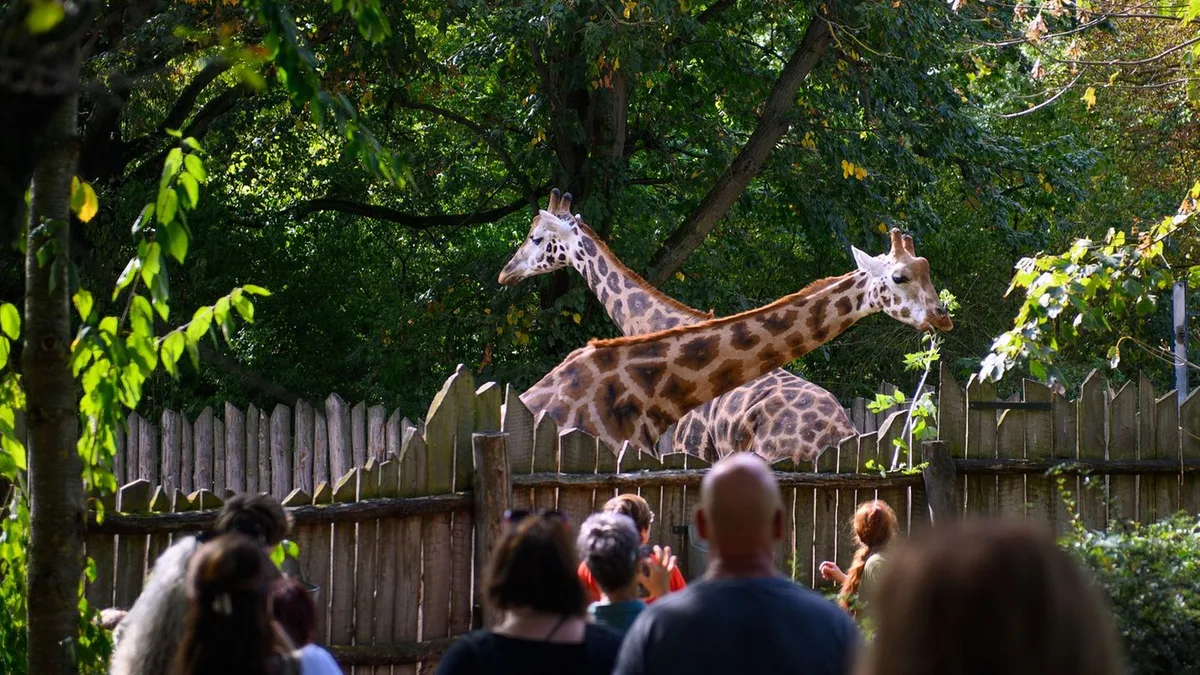 Tiere: Giraffen-Nachwuchs im Magdeburger Zoo