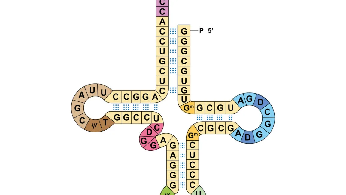Researchers get two genetic codes to work at the same time