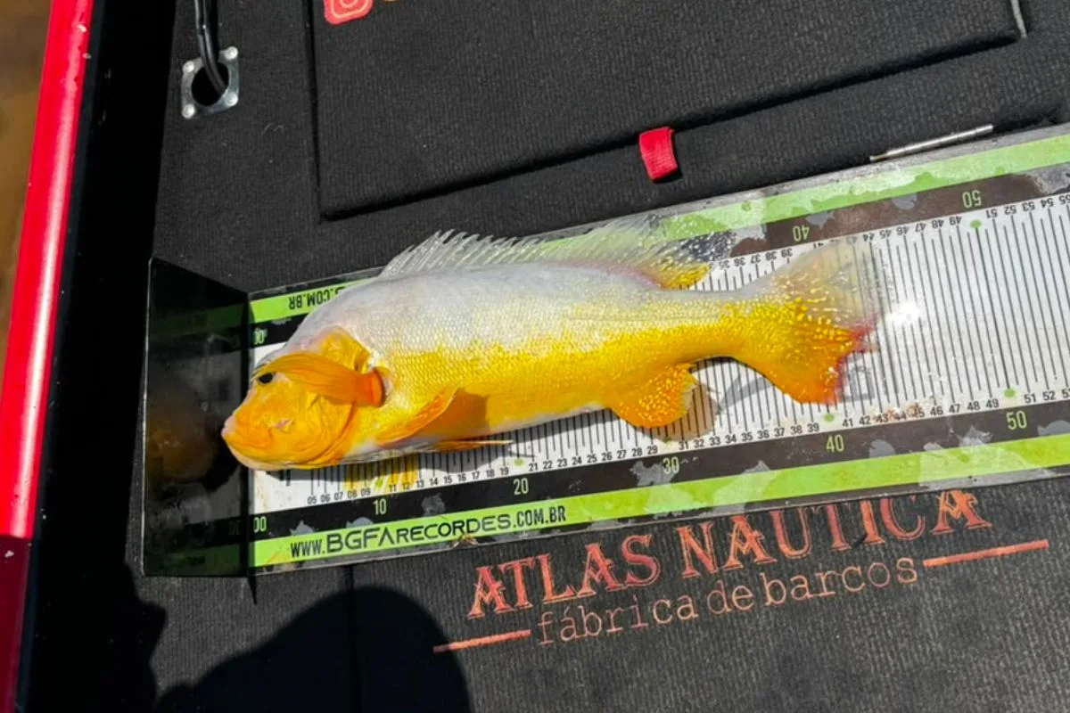 Confundido com lixo, peixe raro é fisgado no interior de Minas