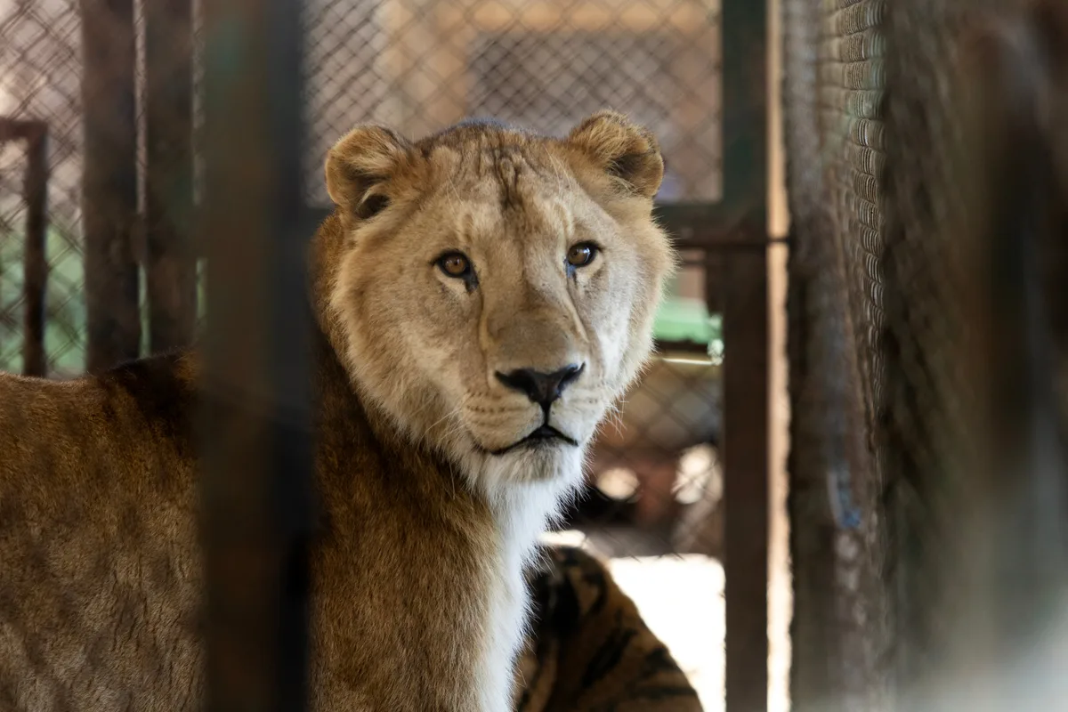 Los tigres de Luján despegaron rumbo a Sudáfrica: escala en Frankfurt, Johannesburgo y 4 horas por tierra hasta su nueva vida