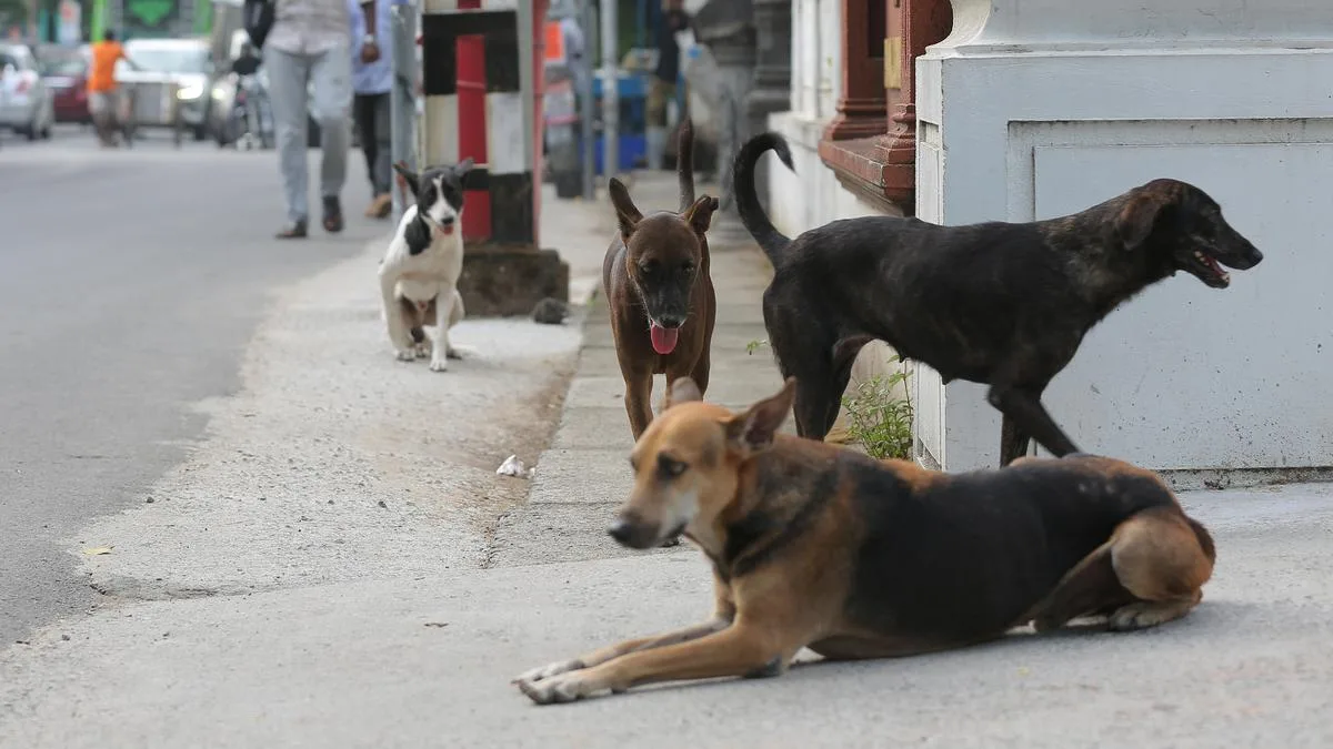 Rabies and the missing deaths: Why do India’s official numbers differ so sharply from estimates? | Explained