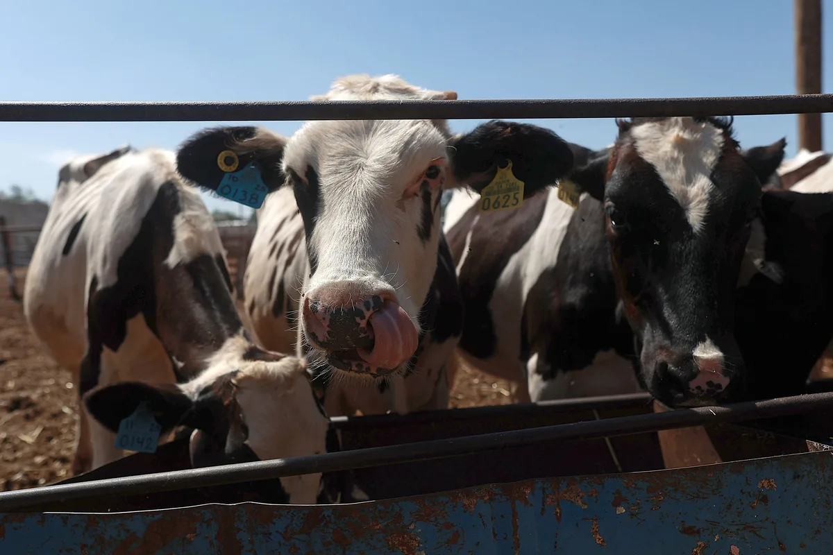 Abigeato en Sucre: ganaderos alertan por robos de ganado y pérdidas que consideran “incuantificables”