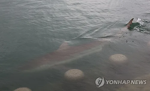 부산 북항 친수공원에 3ｍ 상어 출현…스스로 나가도록 기다려(종합2보)