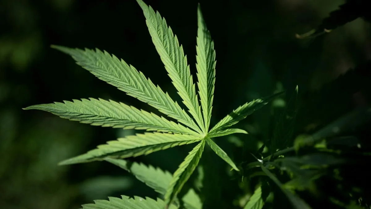 Hessen: Polizei entdeckt Cannabisplantage mit 300 Pflanzen in Lagerhalle