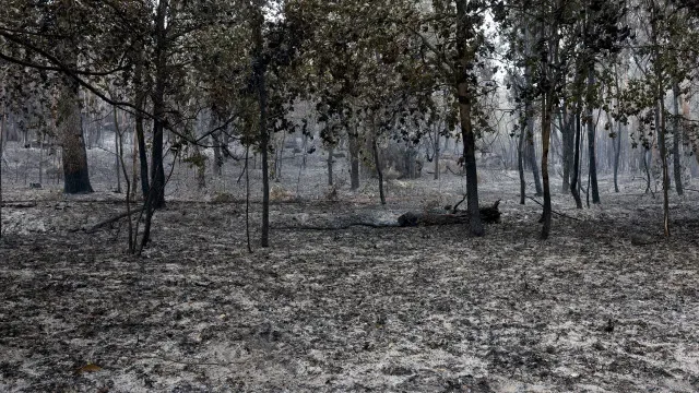 Santo Tirso com "más memórias, medo e alívio" depois do fogo