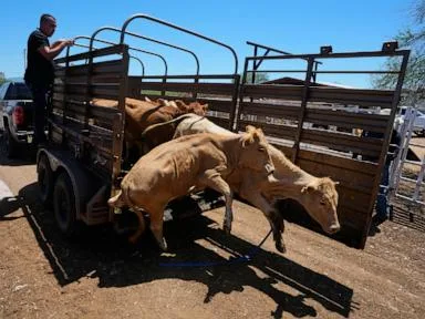 Mexico resumes limited cattle exports to US after screwworm pause, relieving ranchers