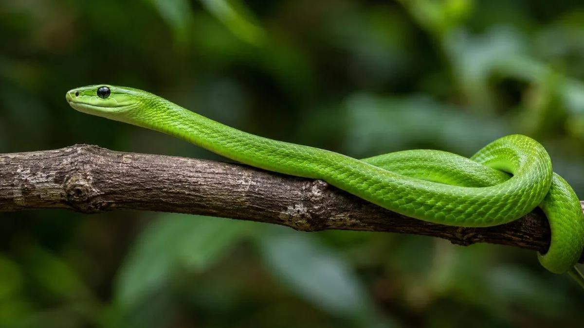 ‘Ghost’ green mamba rediscovered decades after its 1885 discovery in São Tomé