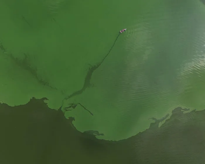 From toxic blooms to dead zones, how wildfires transform oceans and lakes