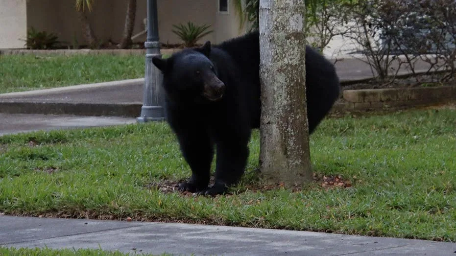 Pizza delivery man deserves a raise after walking past a black bear to deliver customer's order
