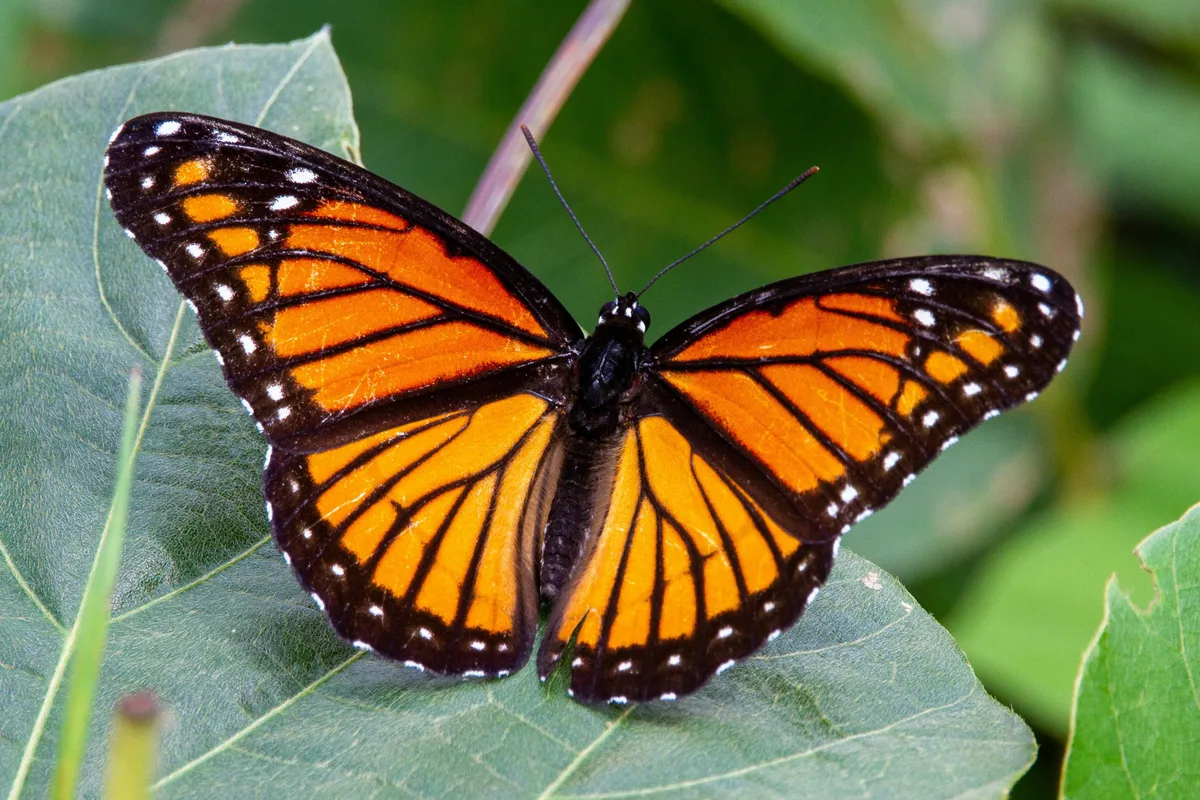 Alistan acciones para proteger el paso de la mariposa Monarca por Ocampo, Coahuila