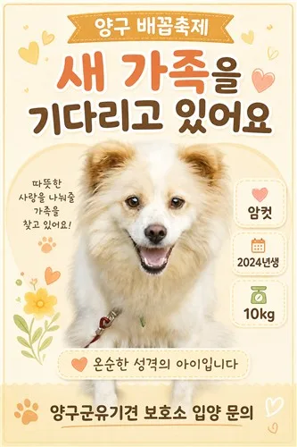 양구군, 배꼽축제서 '반려동물과의 동행' 캠페인 운영