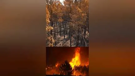 Après les incendies, que vont devenir les bois brûlés ?