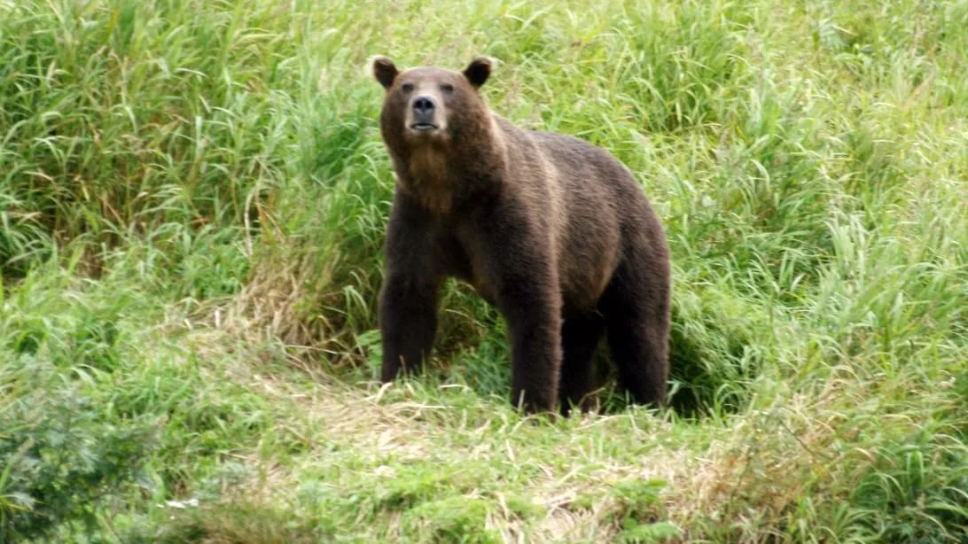 Einen Tag zuvor hatte sie sich verlobt - Bär zerrt Camperin aus Zelt und tötet sie