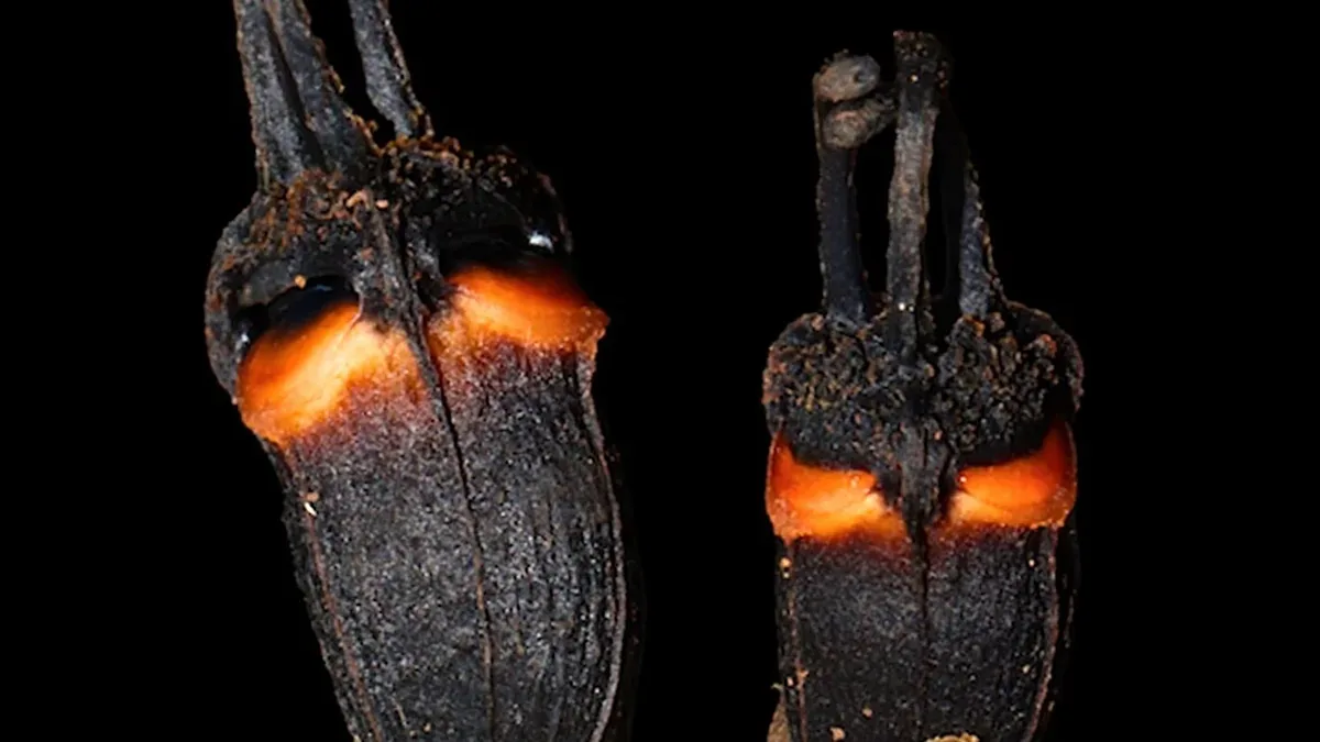 A “flor do diabo” vive sem Sol e parece saída de um filme de terror