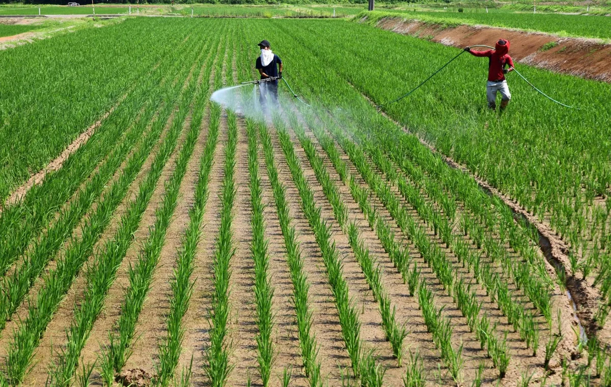 Farm ministry to buy back 210,000 tons of rice released from its stockpiles