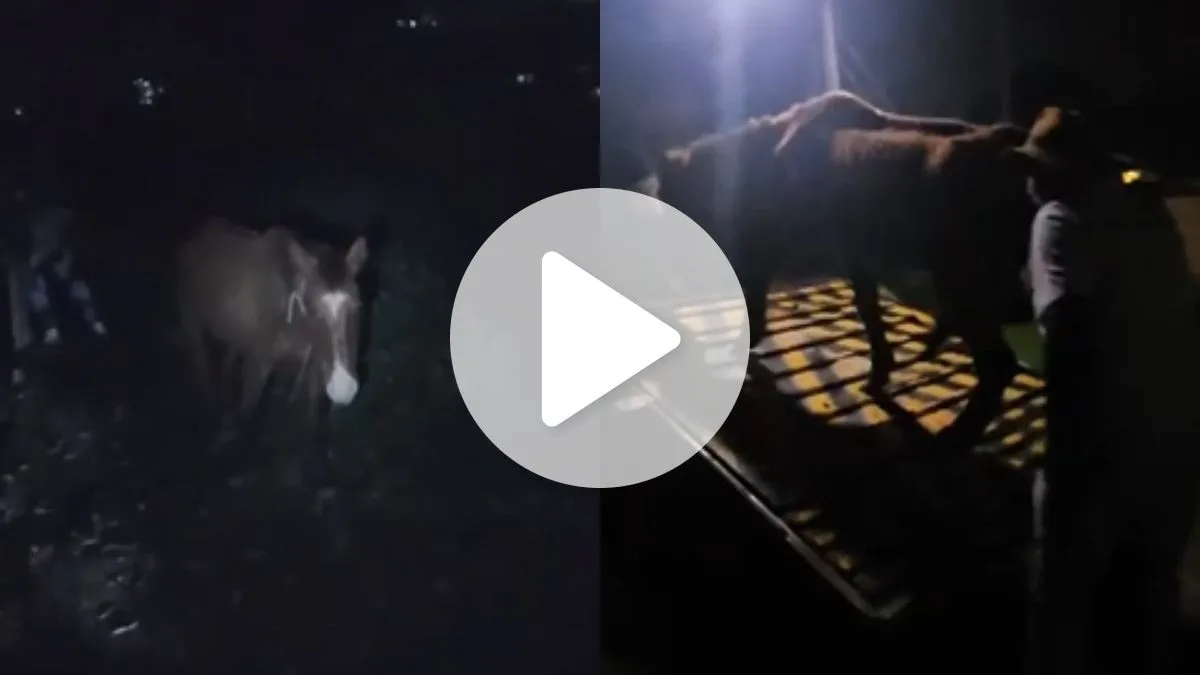 VÍDEO: Cavalo em situação de maus-tratos é encontrado ‘extremamente magro’ e amarrado em terreno baldio em SC