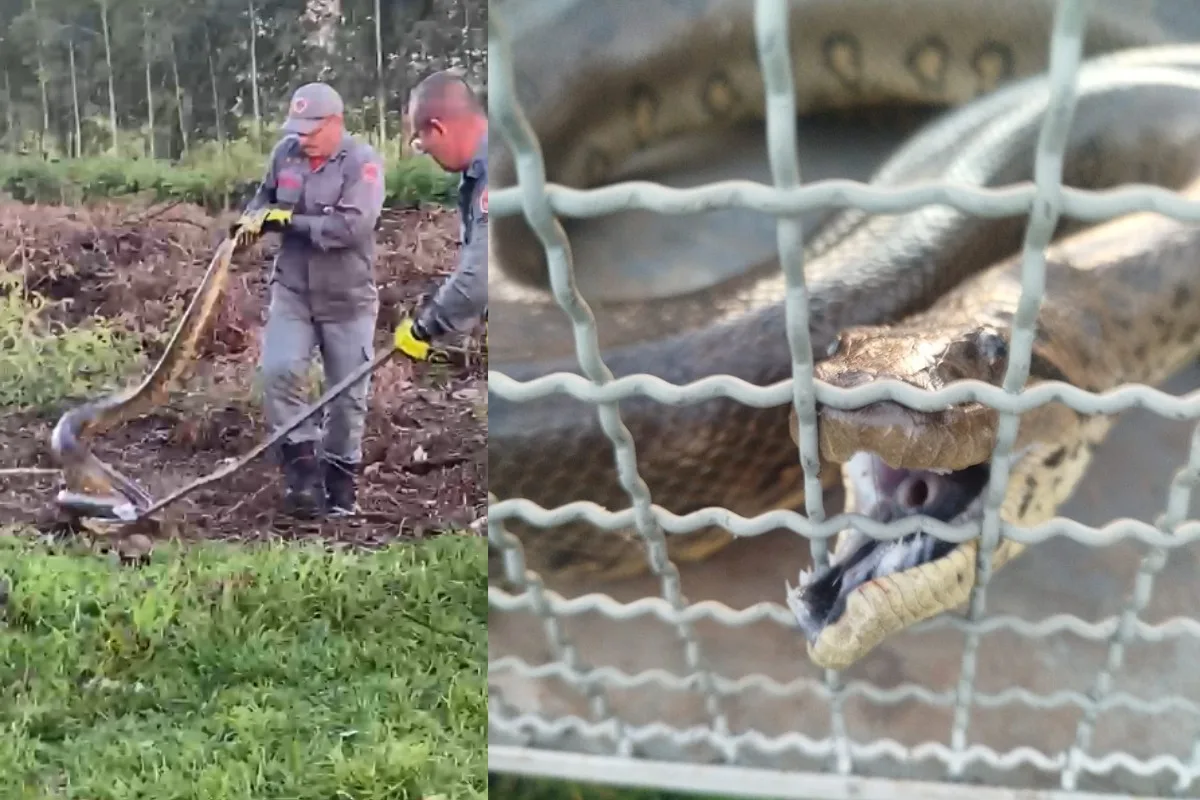 VÍDEO: sucuri-verde de quase 4 metros é capturada em propriedade rural no interior de SP