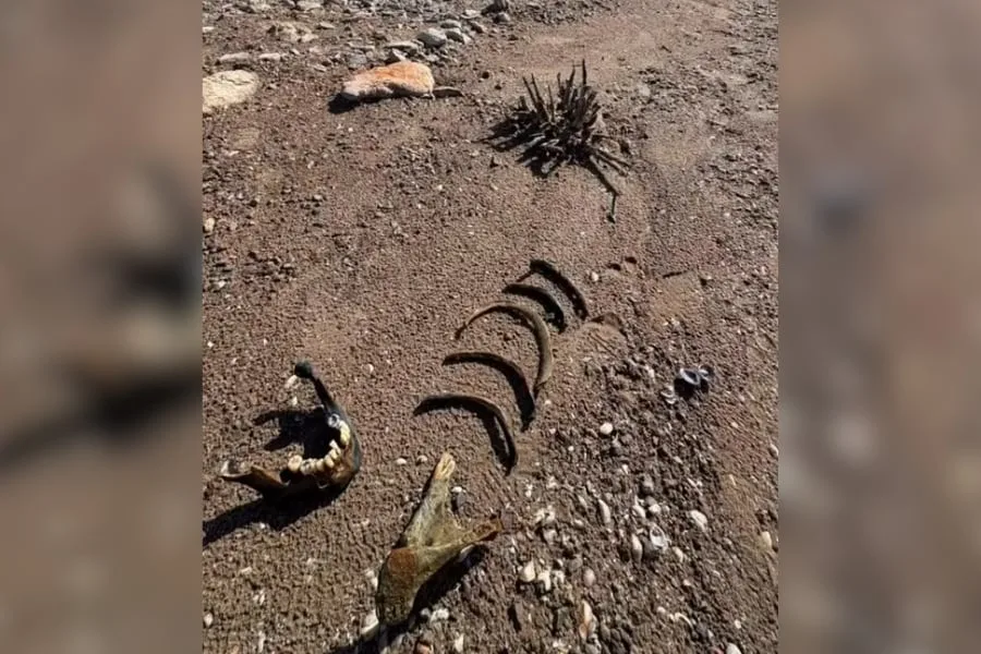Una mandíbula humana apareció en el lago Mead, donde el retroceso del agua ya había expuesto un asesinato sin resolver