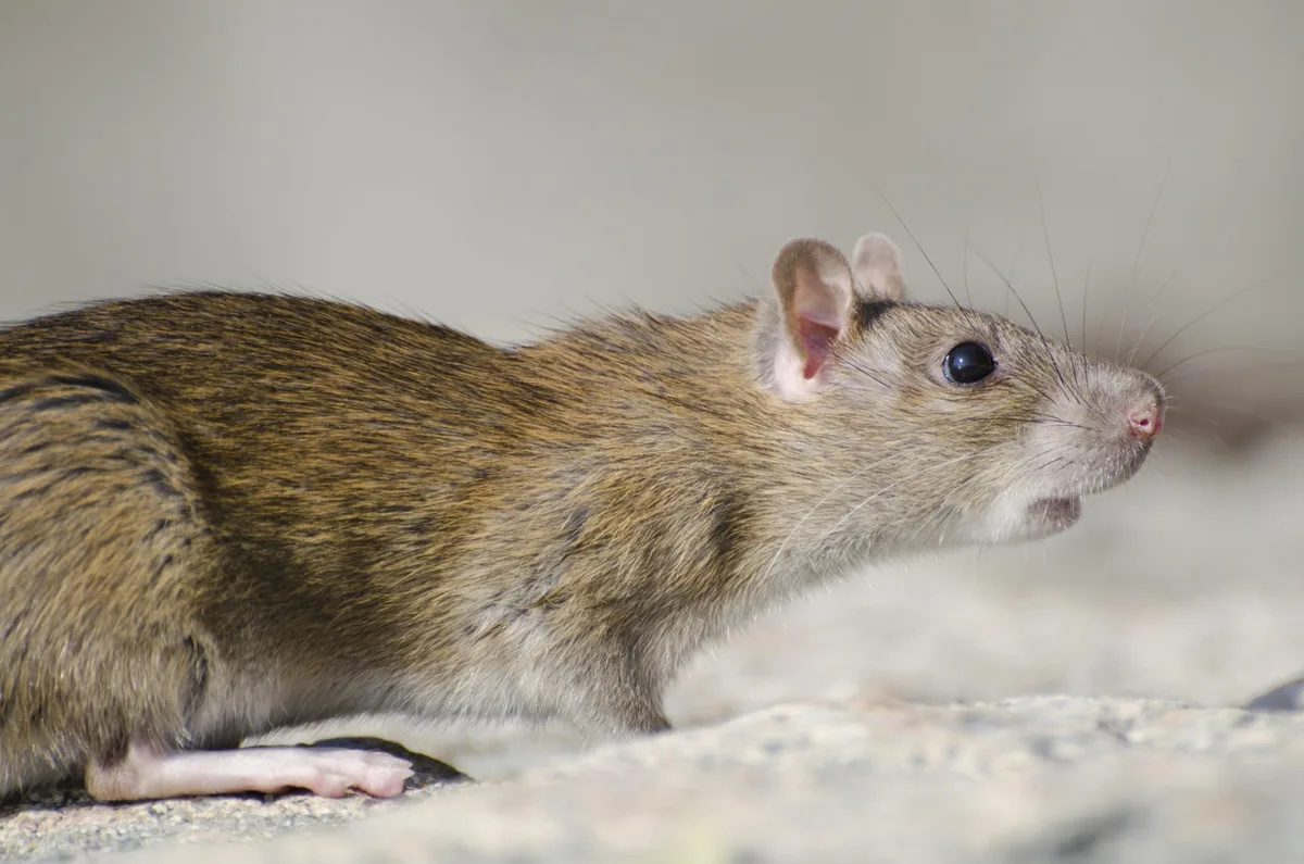 Paraná registra 210 casos de leptospirose desde o início do ano