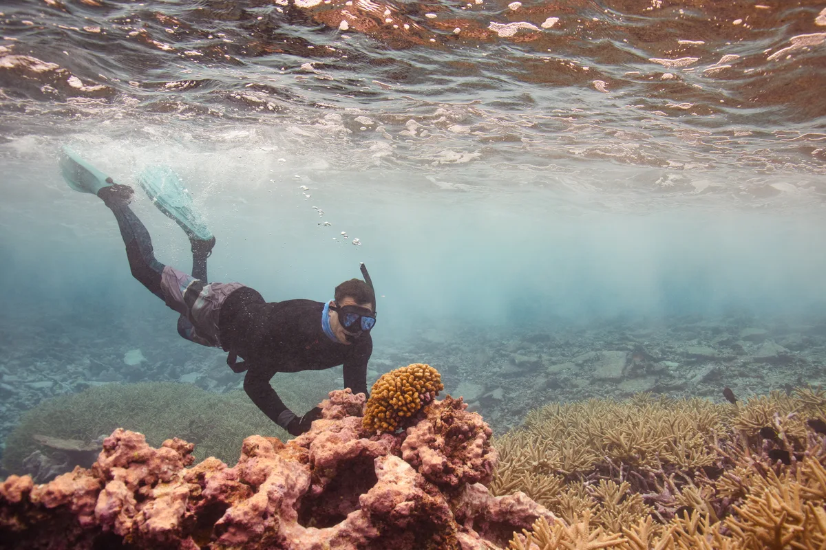 There are still nearly pristine coral reefs. They're a blueprint for coral restoration