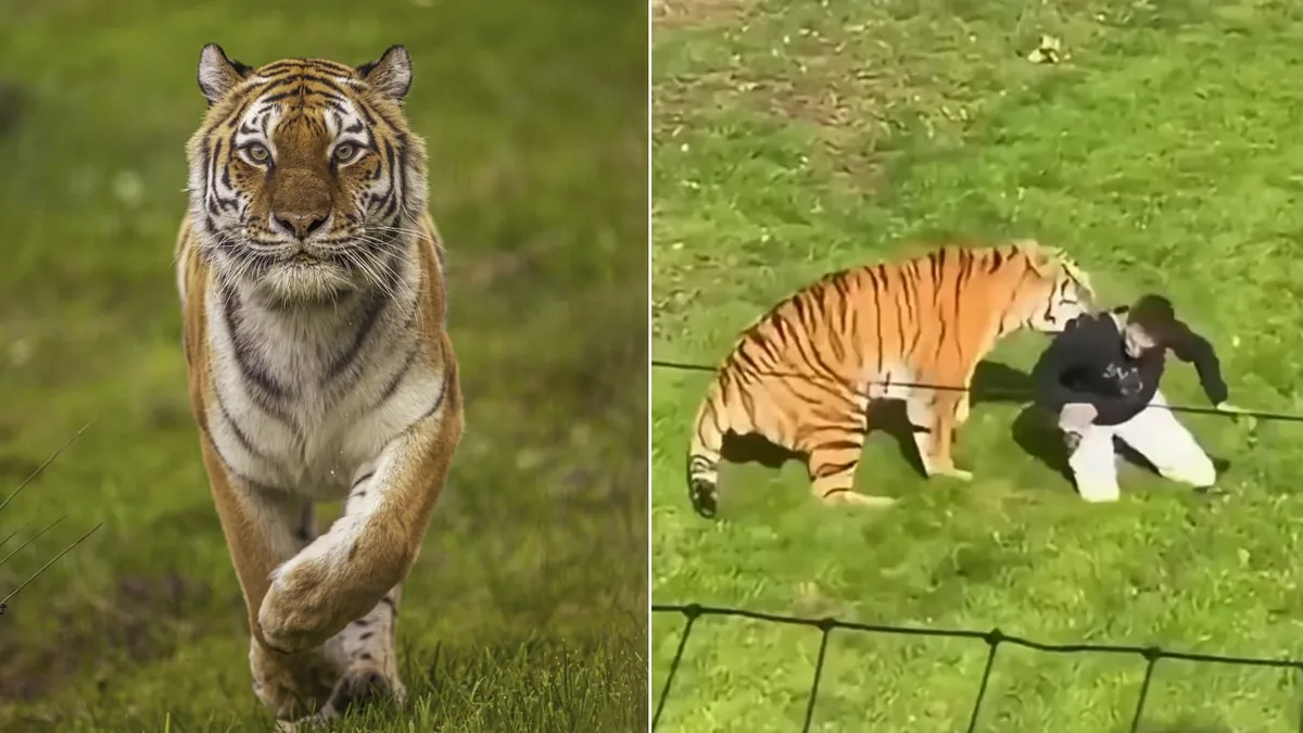 Qué va a pasar con el tigre que mató a un joven en Inglaterra: el comunicado del zoológico