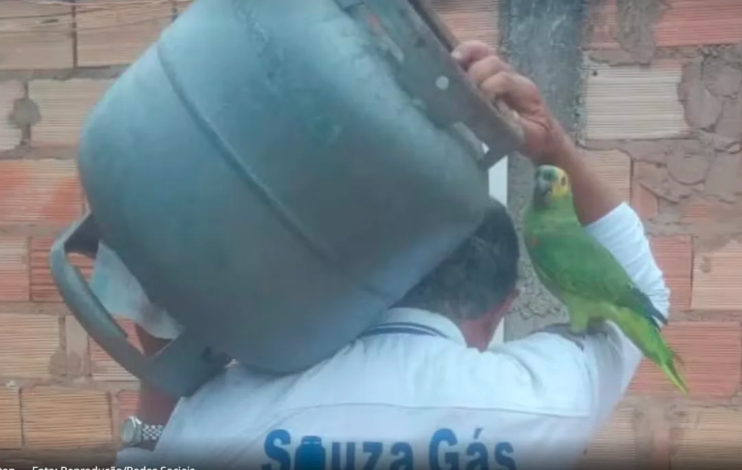 Vídeo: Vira-lata caramelo furta bolsa de entregador de gás