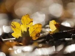 Die Wetterwoche im Schnellcheck: Herbst zeigt sich von seiner goldenen Seite