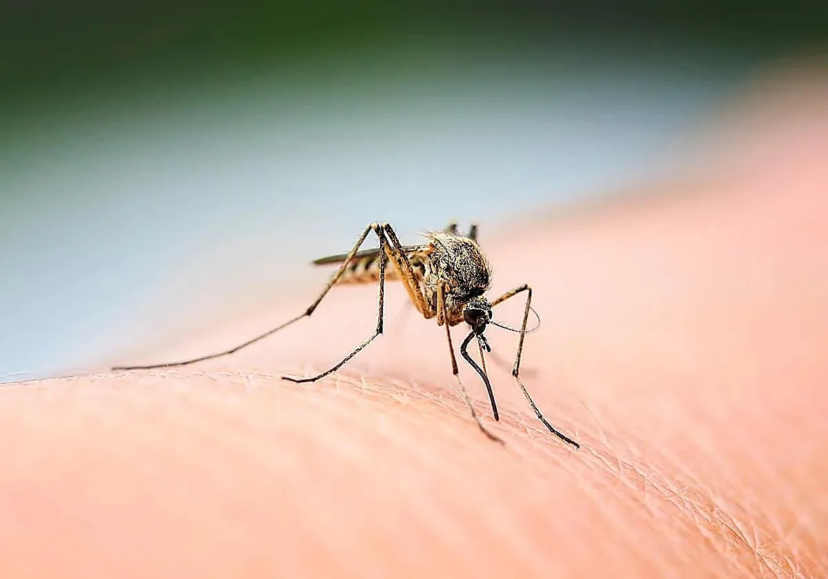 Detectan en Granada nuevas cepas del virus Toscana, una de las principales causas de meningitis viral