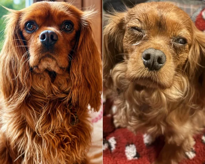 ‘The worst part is the guilt’: the owners who fear dog food caused pets’ eye problems