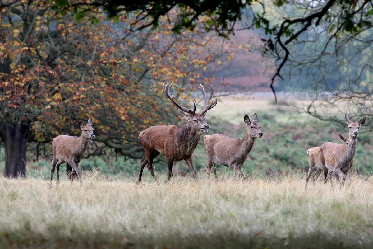 RSPCA warning after 'upsetting' shooting of deer in Richmond Park