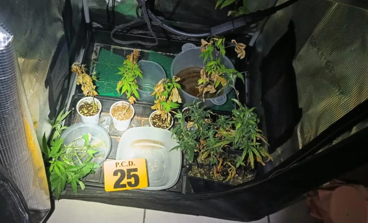 Autoridades costarricenses desmantelan laboratorio de marihuana en San José y detienen a cinco personas