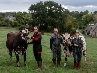 Au Space à Rennes, les « stars » des vaches normandes font leur show en Bretagne