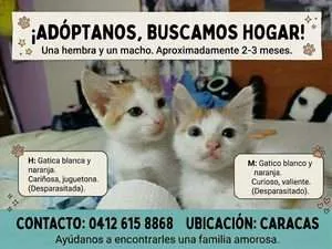 Cartelera de adopciones 🐶🐱