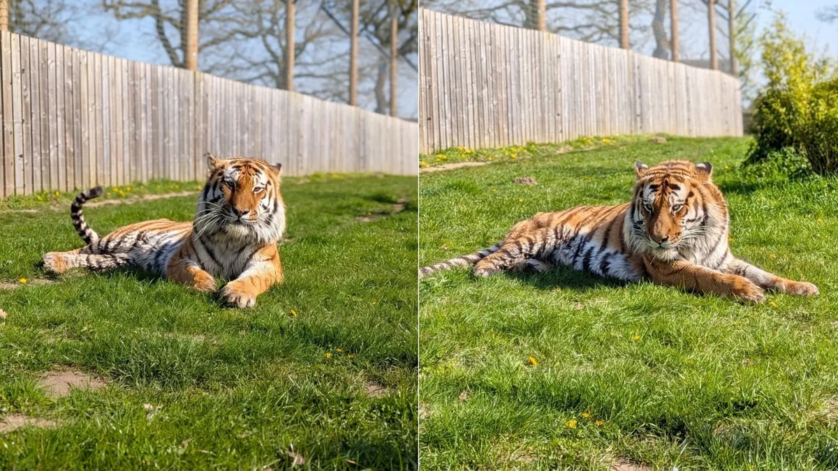 Homem morre após entrar em jaula de tigre em zoológico no Reino Unido